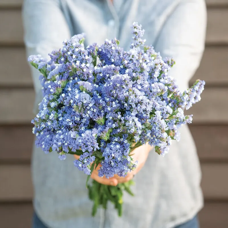 Blue Statice — Statice al por mayor desde Ecuador, 60 cm