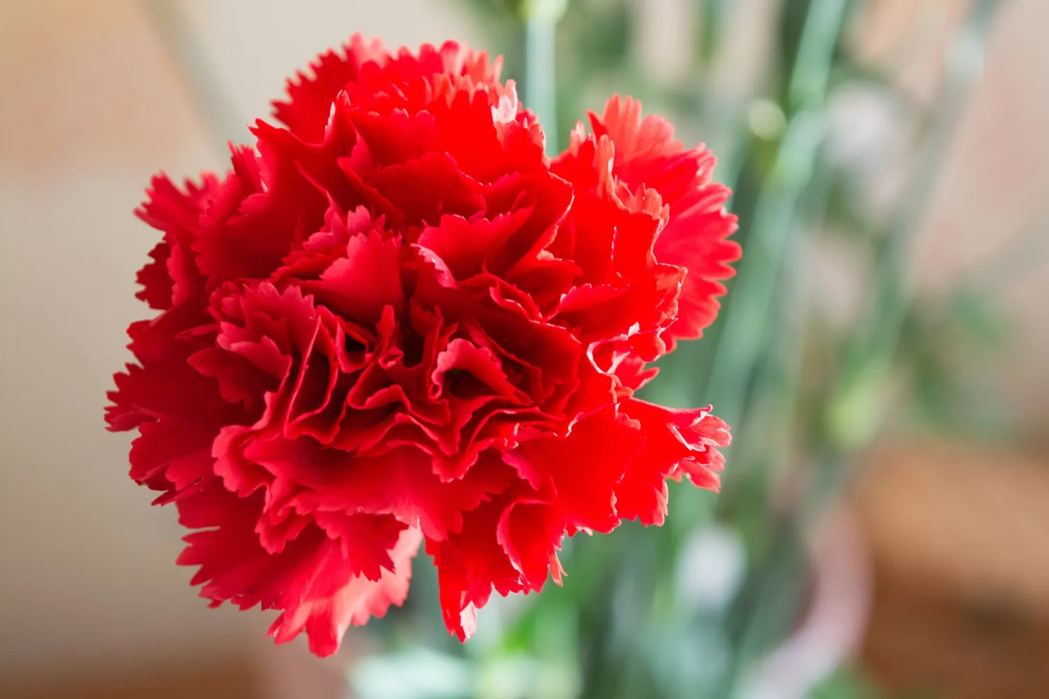 Claveles Scarlet Red de Ecuador de color rojo intenso