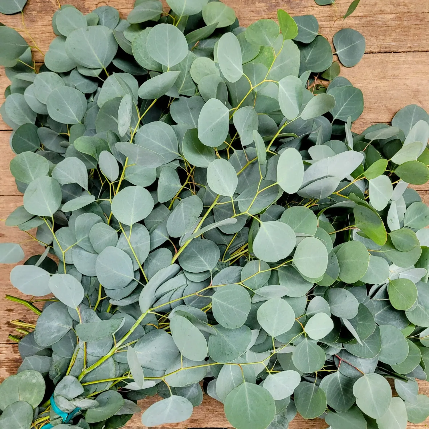 Eucalyptus — Follaje al por mayor desde Ecuador, 50 cm