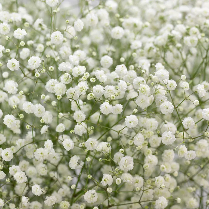Ramo de gypsophila XLence blanca de Ecuador