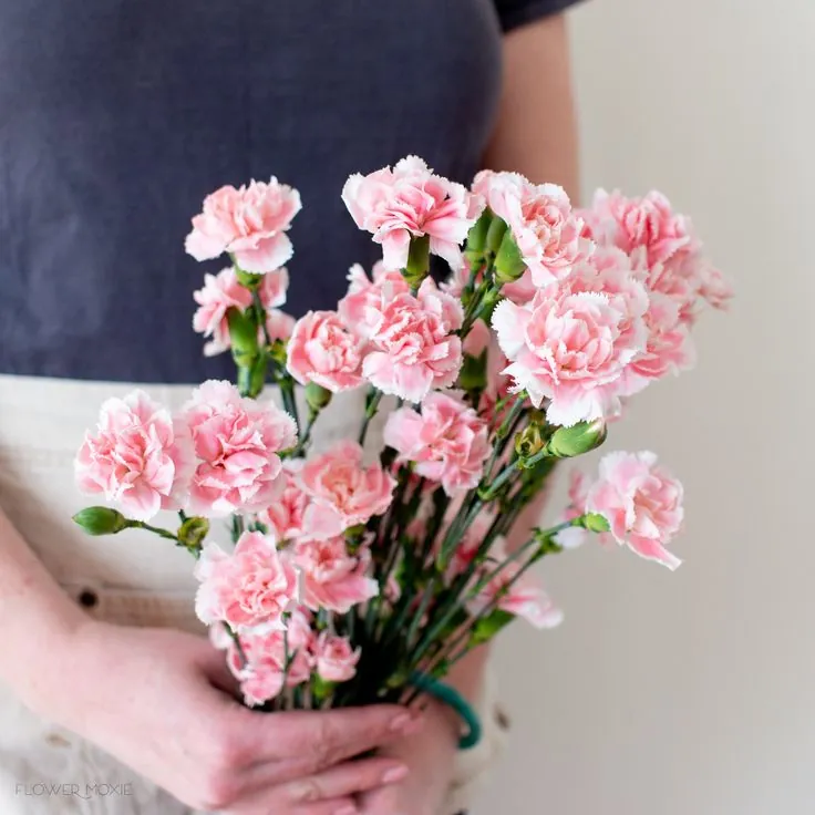 Light Pink mini — Clavel al por mayor desde Ecuador, 50 cm