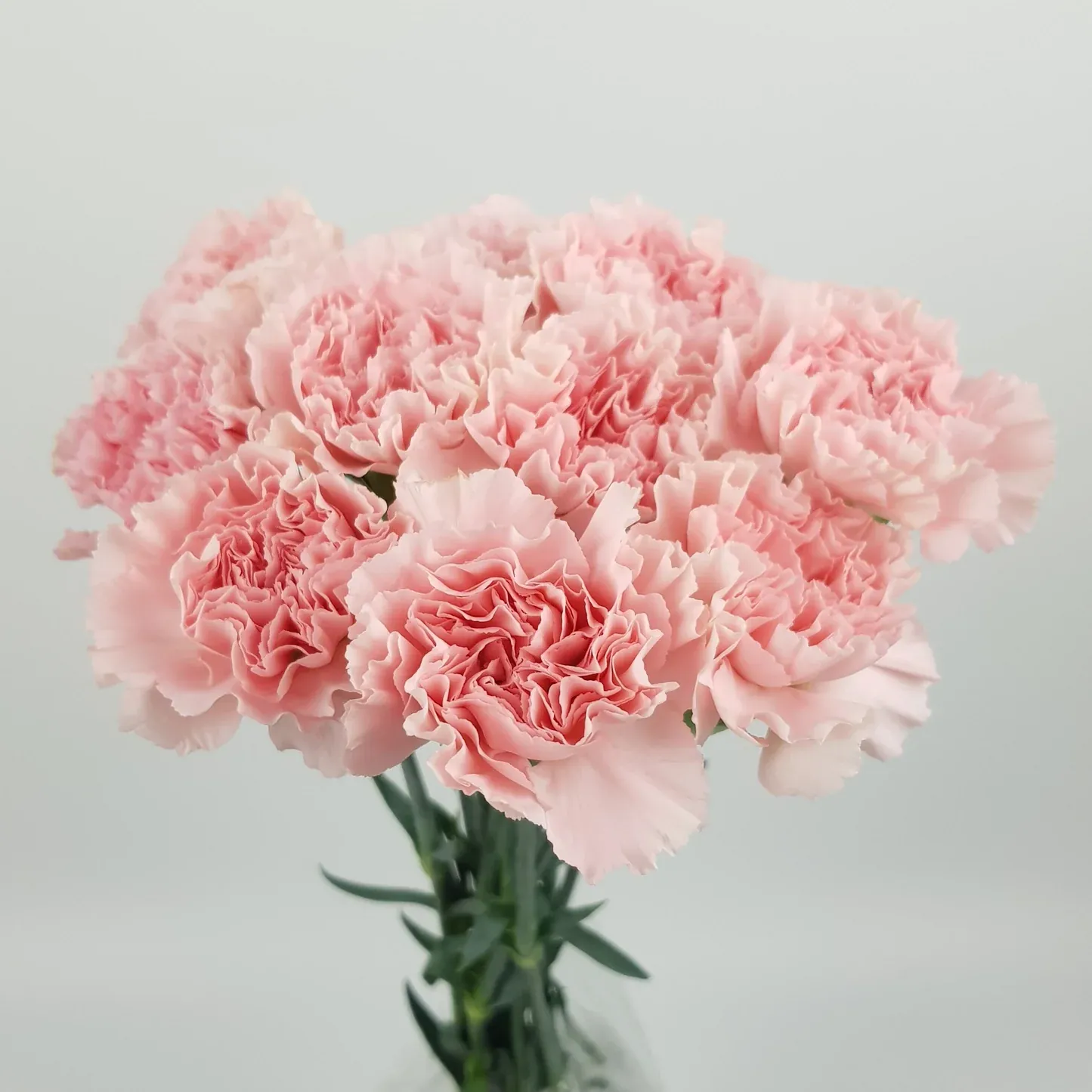 Light Pink — Clavel al por mayor desde Ecuador, 60 cm