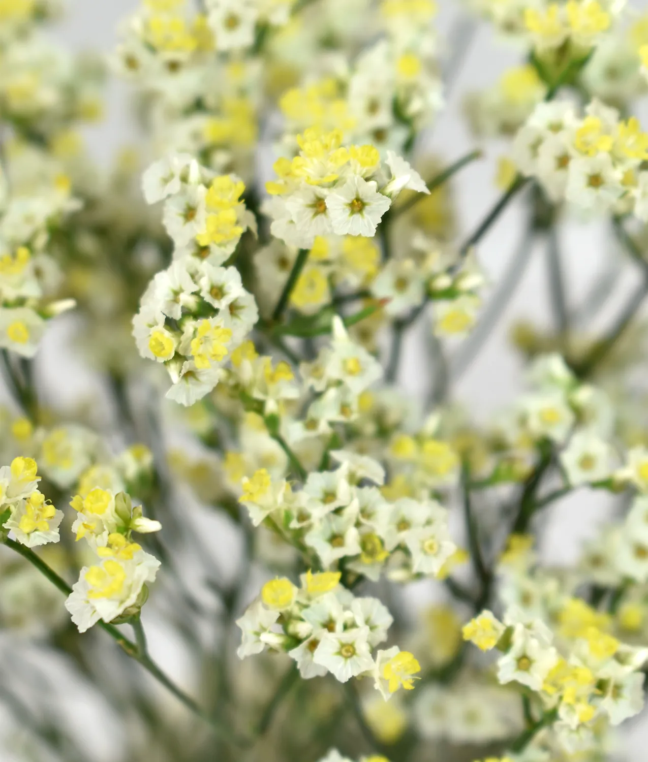 Piña Colada — Limonium al por mayor desde Ecuador, 70 cm