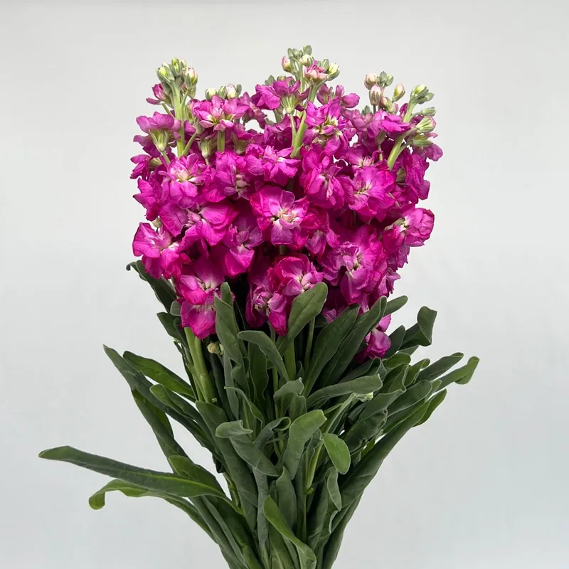 Hot Pink — Alhelí al por mayor desde Ecuador, 70 cm