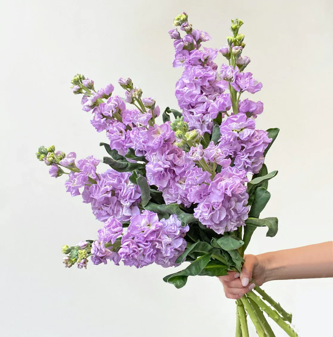 Lavender — Alhelí al por mayor desde Ecuador, 70 cm