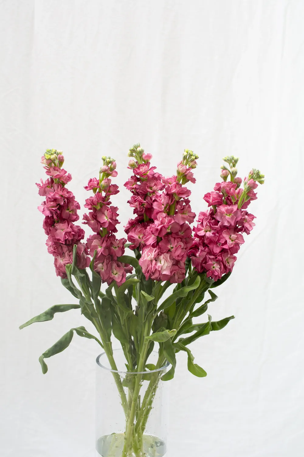 Mauve — Alhelí al por mayor desde Ecuador, 70 cm