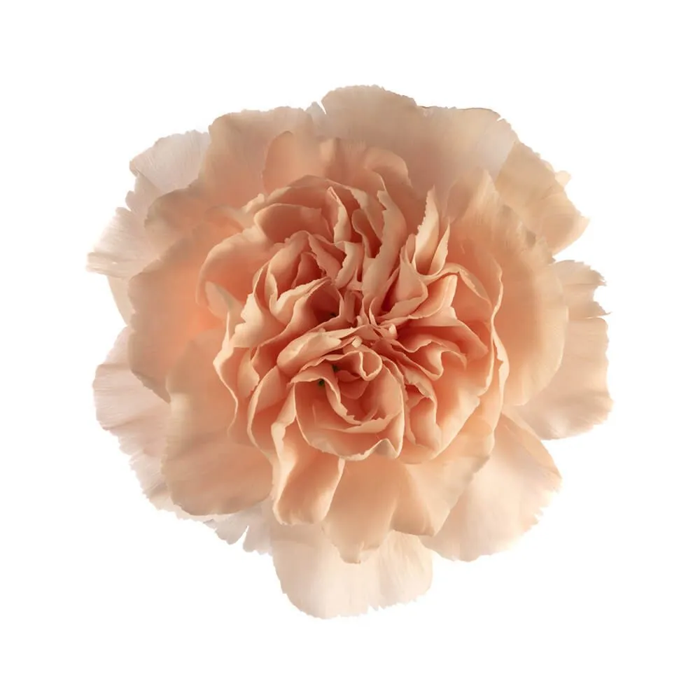 Novia — Clavel al por mayor desde Ecuador, 60 cm