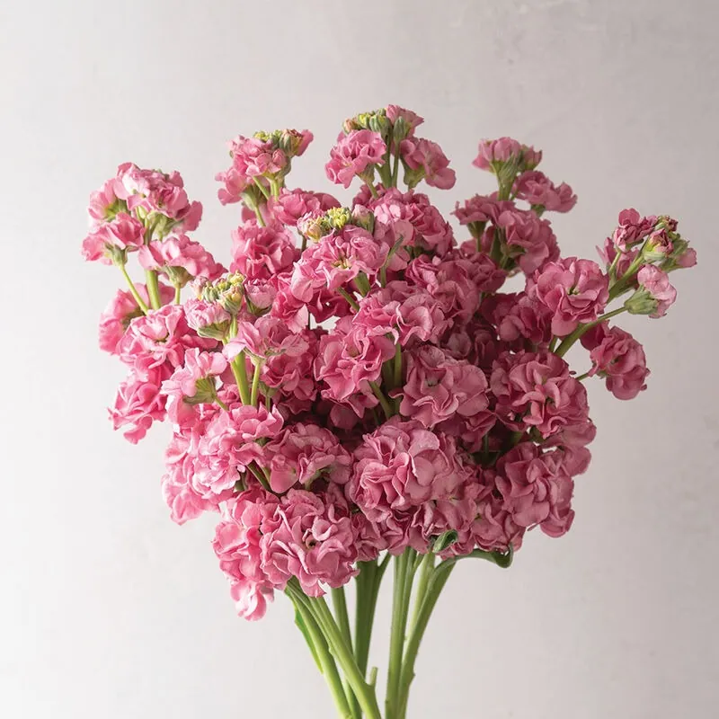 Pink — Alhelí al por mayor desde Ecuador, 70 cm