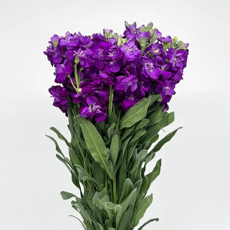 Purple — Alhelí al por mayor desde Ecuador, 70 cm