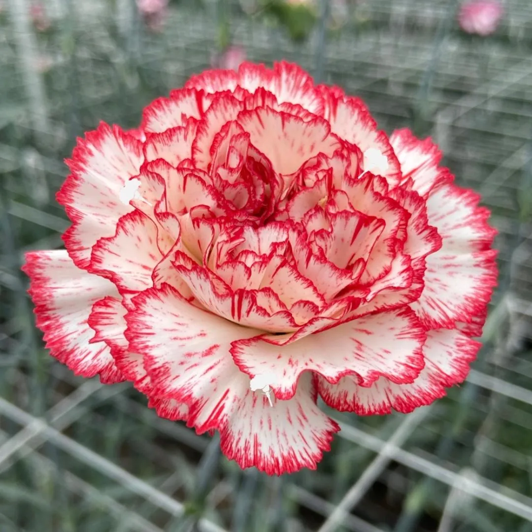 Sorriso — Clavel al por mayor desde Ecuador, 60 cm