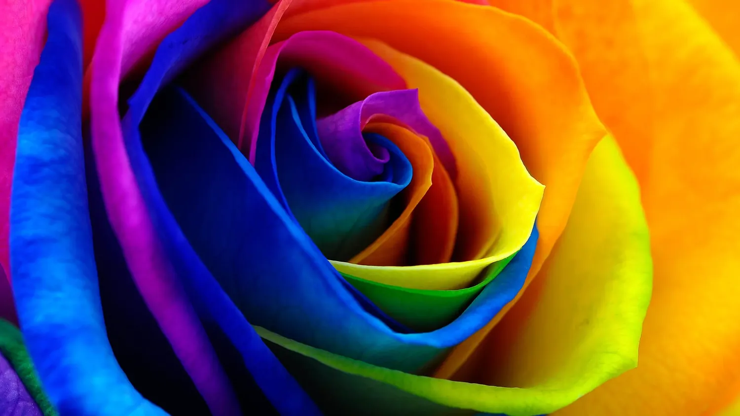 Rosas teñidas de Ecuador en tonos arcoíris