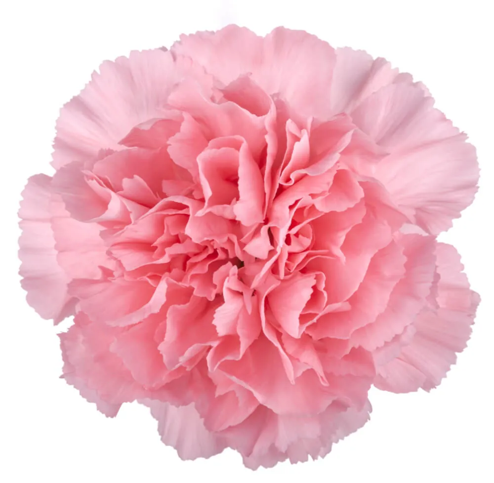 Verona — Clavel al por mayor desde Ecuador, 60 cm