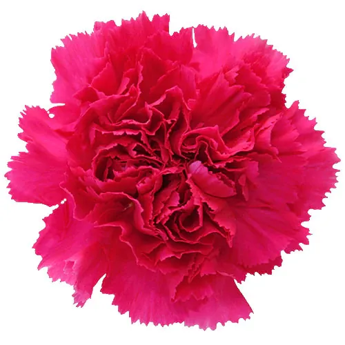 Hot Pink mini — Clavel al por mayor desde Ecuador