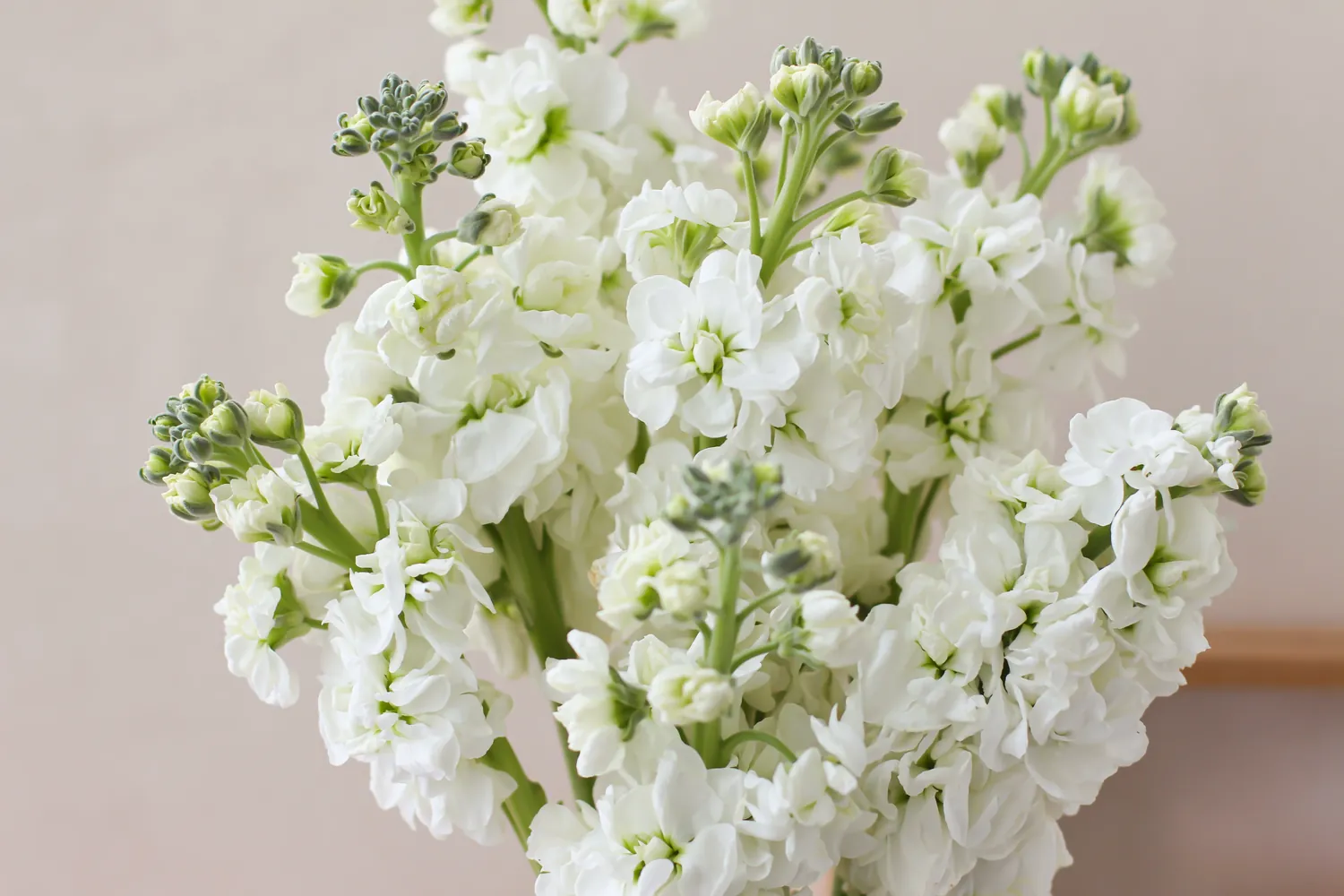 White — Alhelí al por mayor desde Ecuador, 70 cm