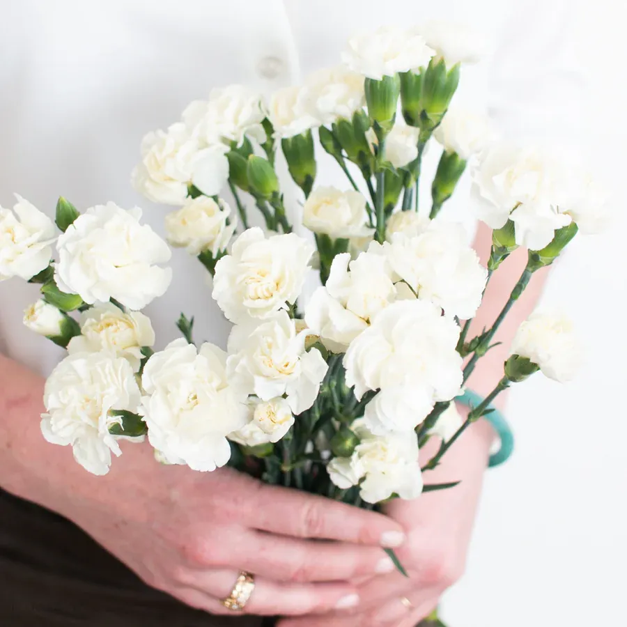 White mini — Clavel al por mayor desde Ecuador, 50 cm