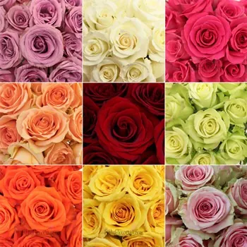 Mix Roses XL — Rosas al por mayor desde Ecuador, 80 cm