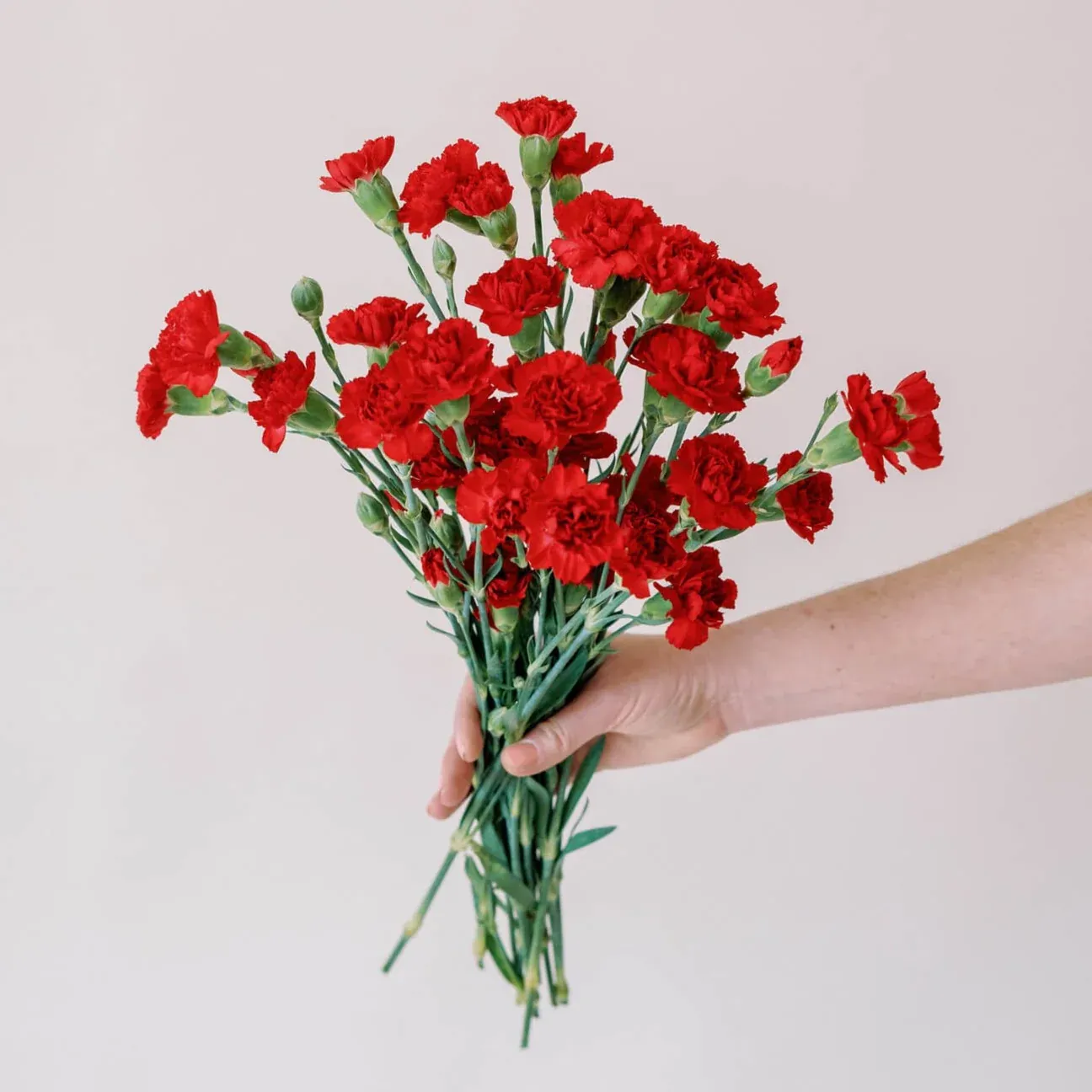 Red mini — Clavel al por mayor desde Ecuador, 50 cm