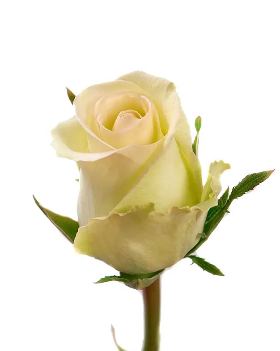 Alba — Rosas al por mayor desde Ecuador, 40–80 cm