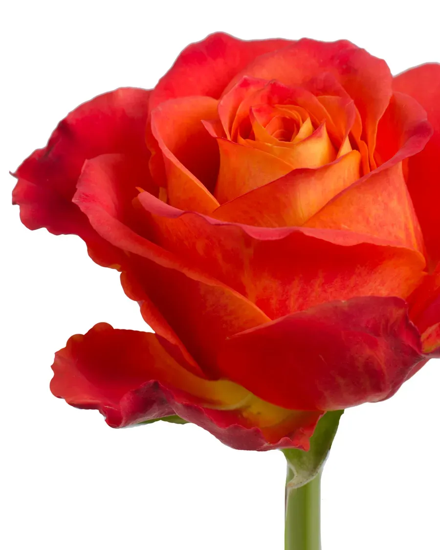 Atomic — Rosas al por mayor desde Ecuador, 40–80 cm
