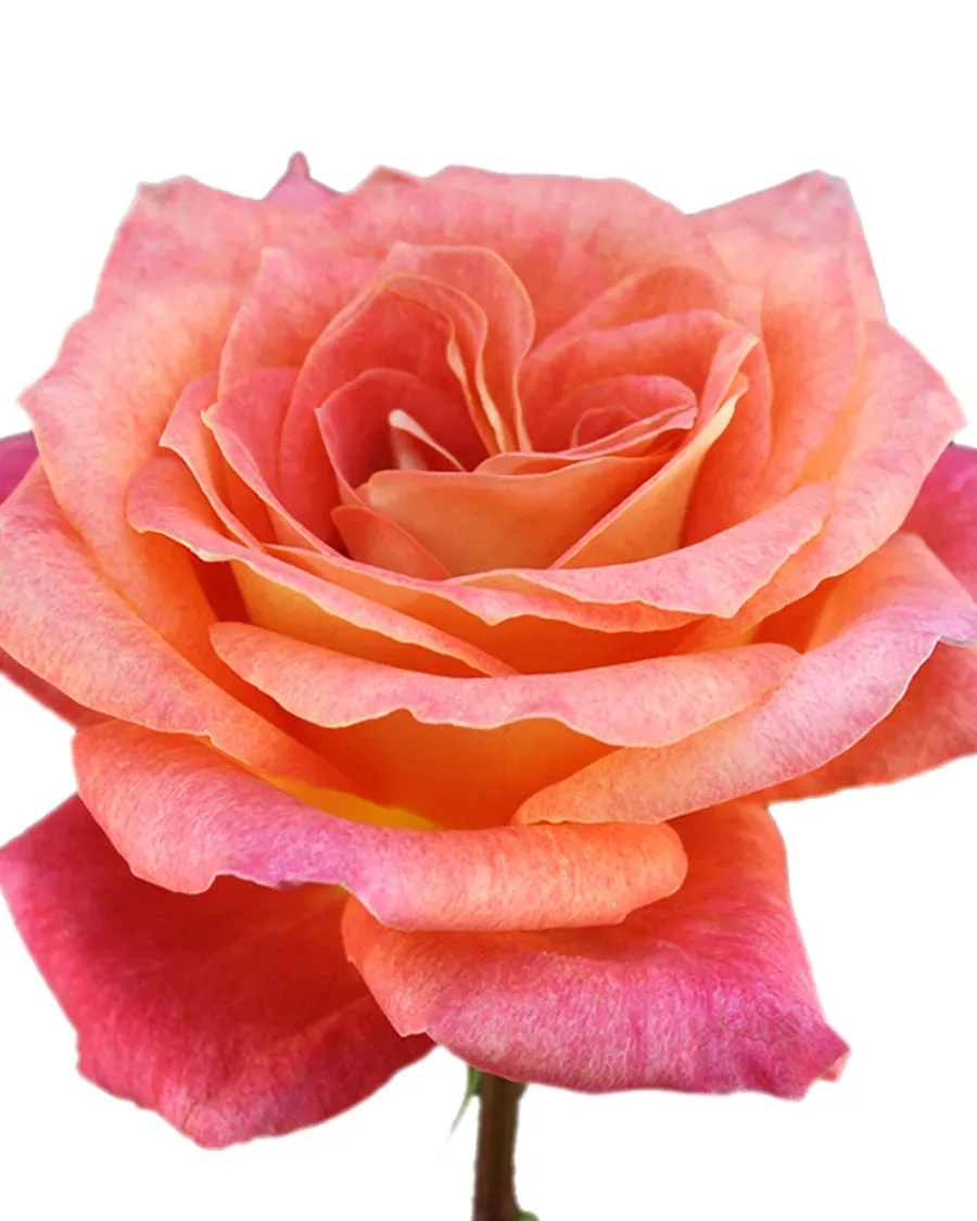 Big Fun — Rosas al por mayor desde Ecuador, 40–80 cm