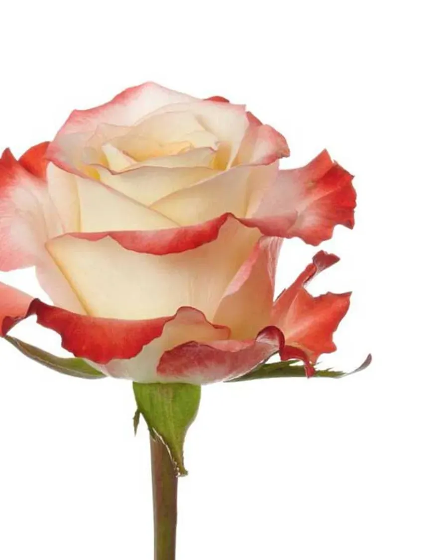 Cabaret — Rosas al por mayor desde Ecuador, 40–80 cm