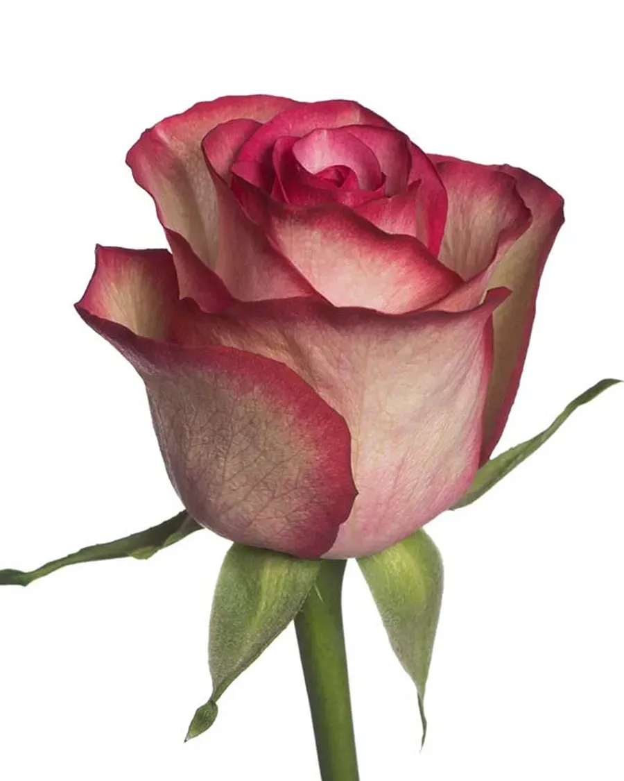 Carousel — Rosas al por mayor desde Ecuador, 40–80 cm