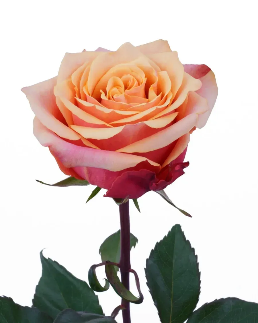 Cherry Brandy — Rosas al por mayor desde Ecuador, 40–80 cm