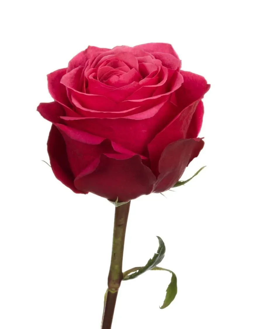 Cherry O! — Rosas al por mayor desde Ecuador, 40–80 cm