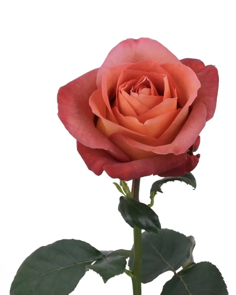 Coffe Break — Rosas al por mayor desde Ecuador, 40–80 cm