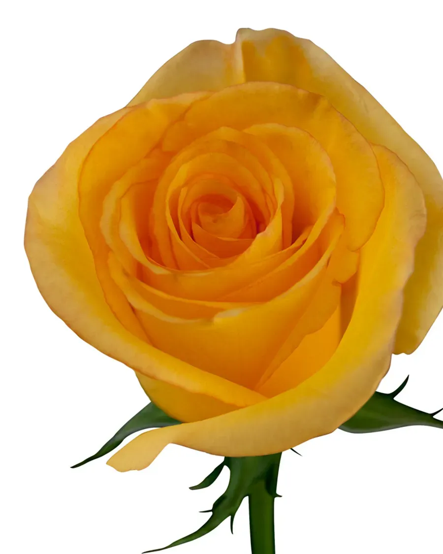 Dejavu — Rosas al por mayor desde Ecuador, 40–80 cm