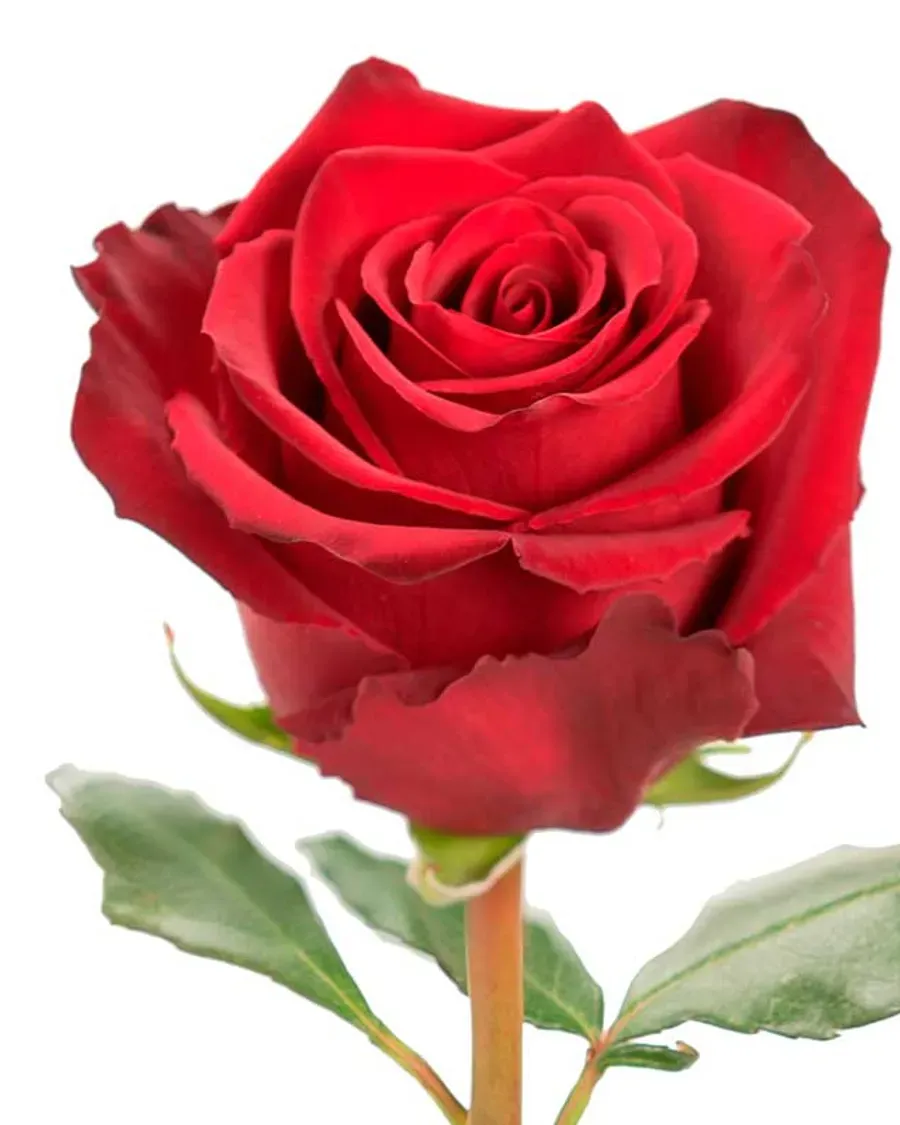 Explorer — Rosas al por mayor desde Ecuador, 40–80 cm