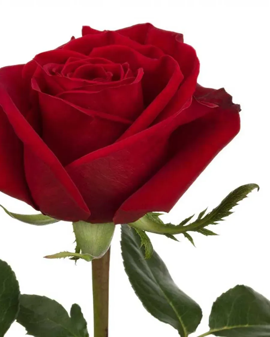 Freedom — Rosas al por mayor desde Ecuador, 40–80 cm