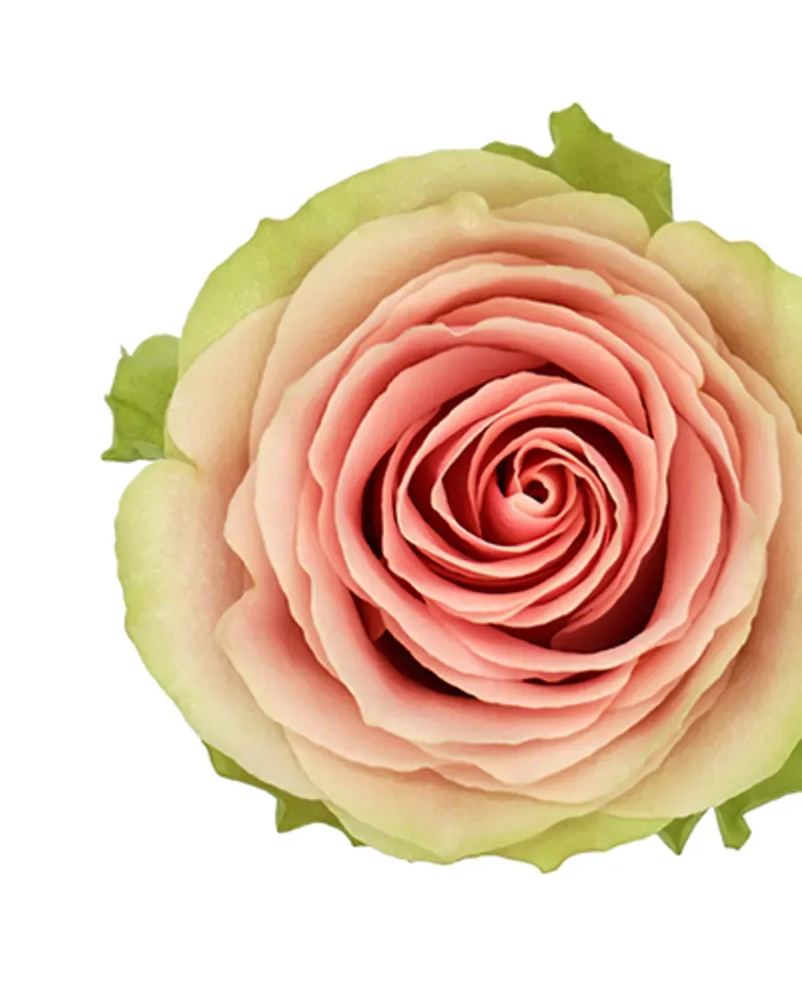Frutteto — Rosas al por mayor desde Ecuador, 40–80 cm