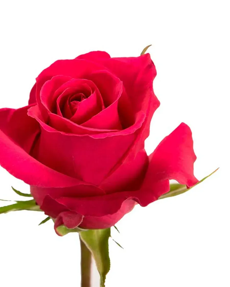 Gotcha — Rosas al por mayor desde Ecuador, 40–80 cm