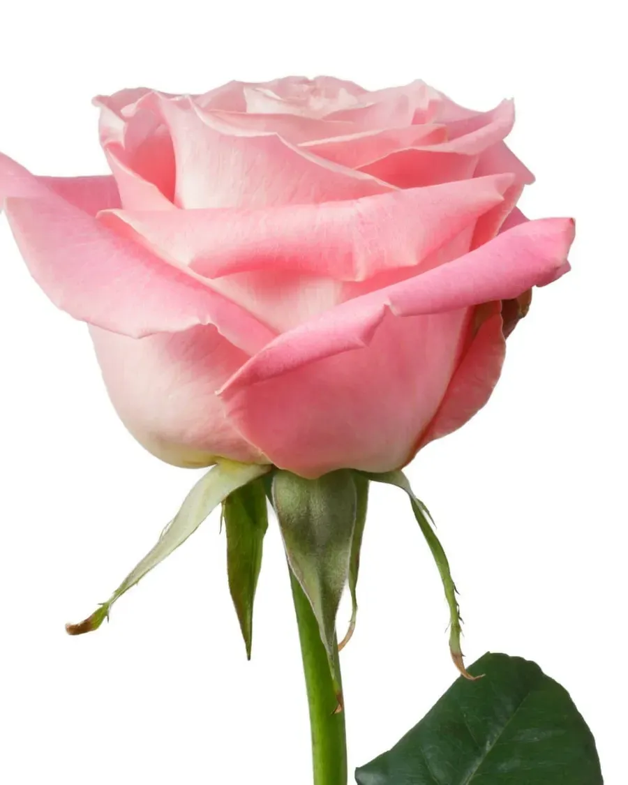 Hermosa — Rosas al por mayor desde Ecuador, 40–80 cm