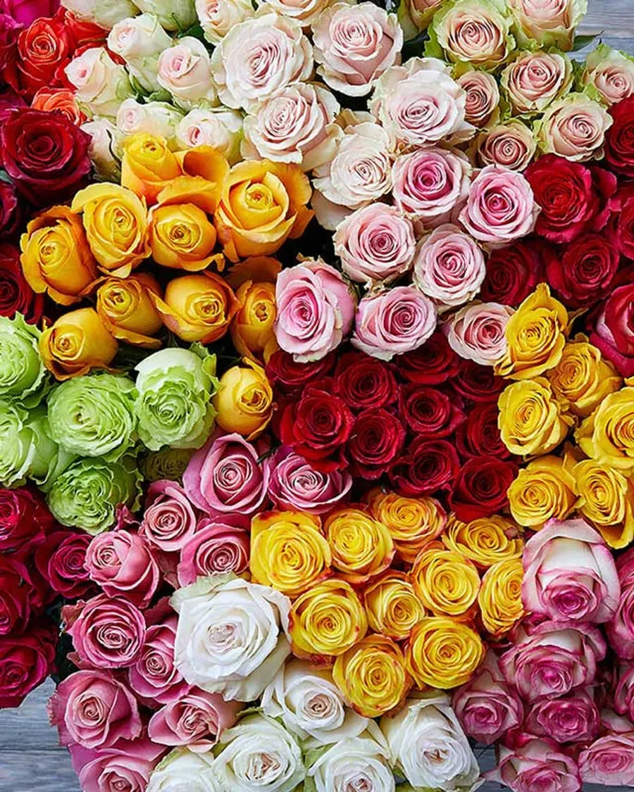 100 Assorted Roses — Rosas al por mayor desde Ecuador, 40–80 cm