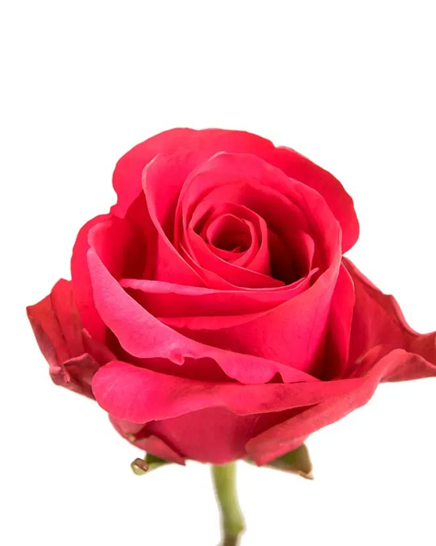 Hot Explorer — Rosas al por mayor desde Ecuador, 40–80 cm