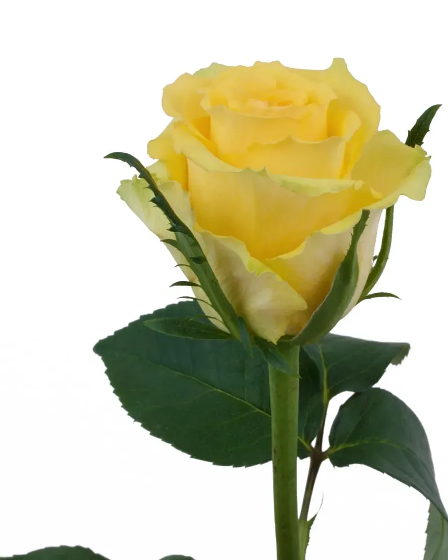 Idole — Rosas al por mayor desde Ecuador, 40–80 cm