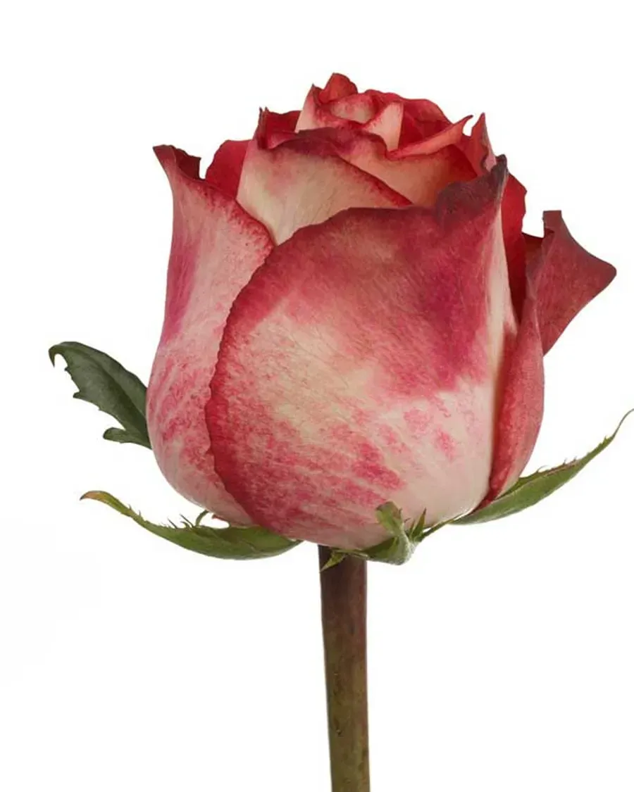 Iguazu — Rosas al por mayor desde Ecuador, 40–80 cm