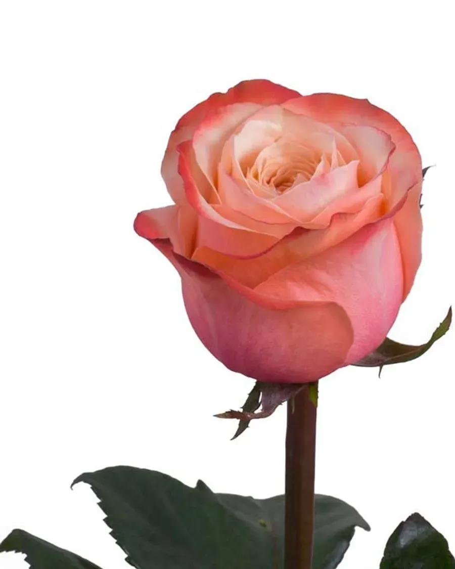 Kahala — Rosas al por mayor desde Ecuador, 40–80 cm