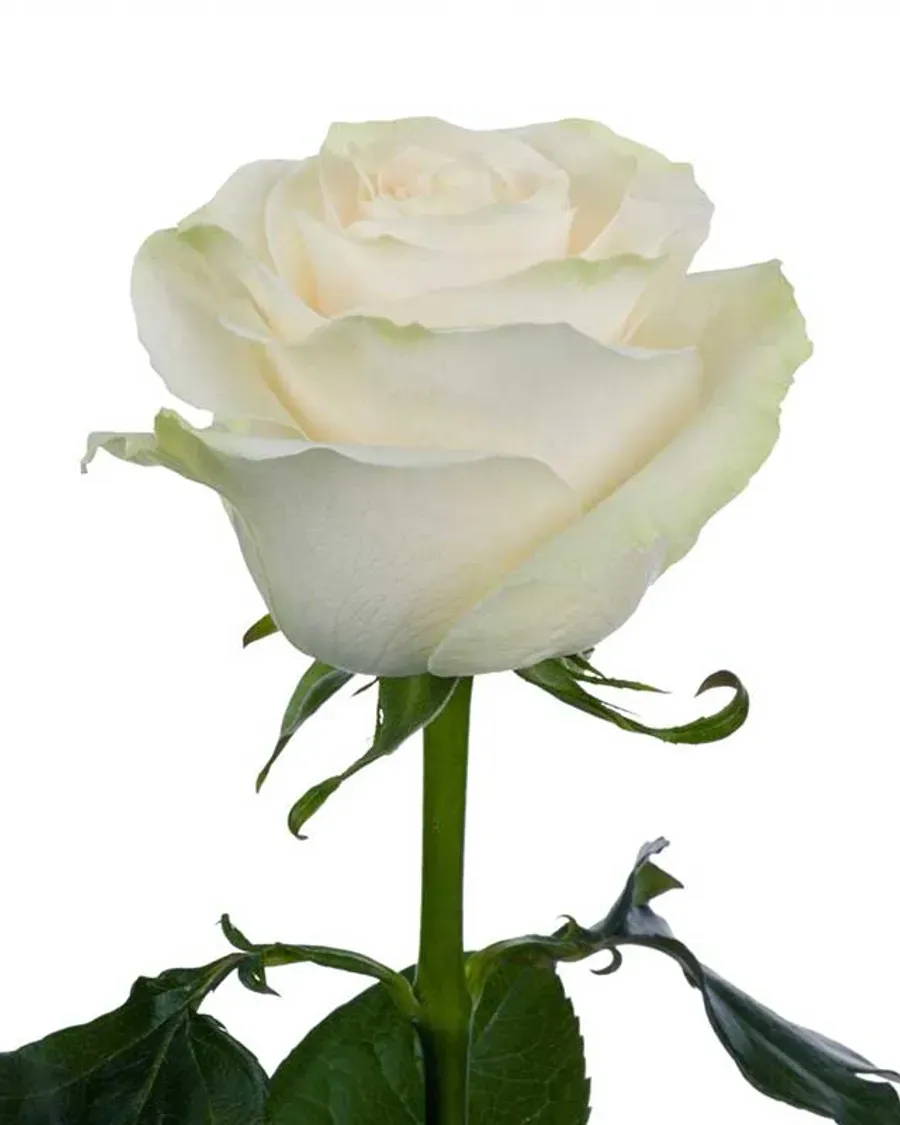 Mondial — Rosas al por mayor desde Ecuador, 40–80 cm
