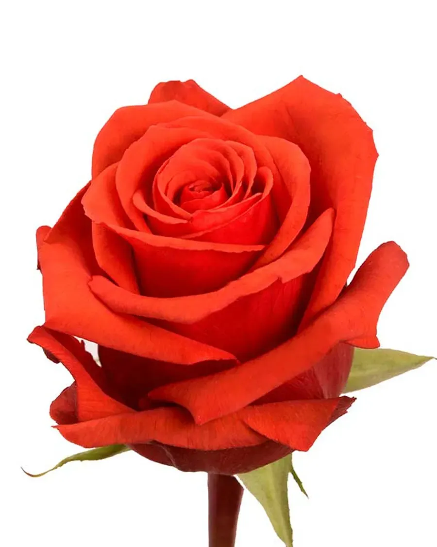 Nina — Rosas al por mayor desde Ecuador, 40–80 cm