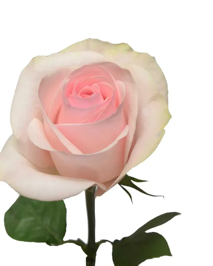 Novia — Rosas al por mayor desde Ecuador, 40–80 cm