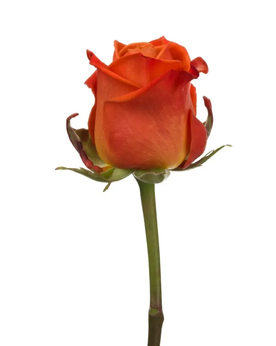 Orange Crush — Rosas al por mayor desde Ecuador, 40–80 cm