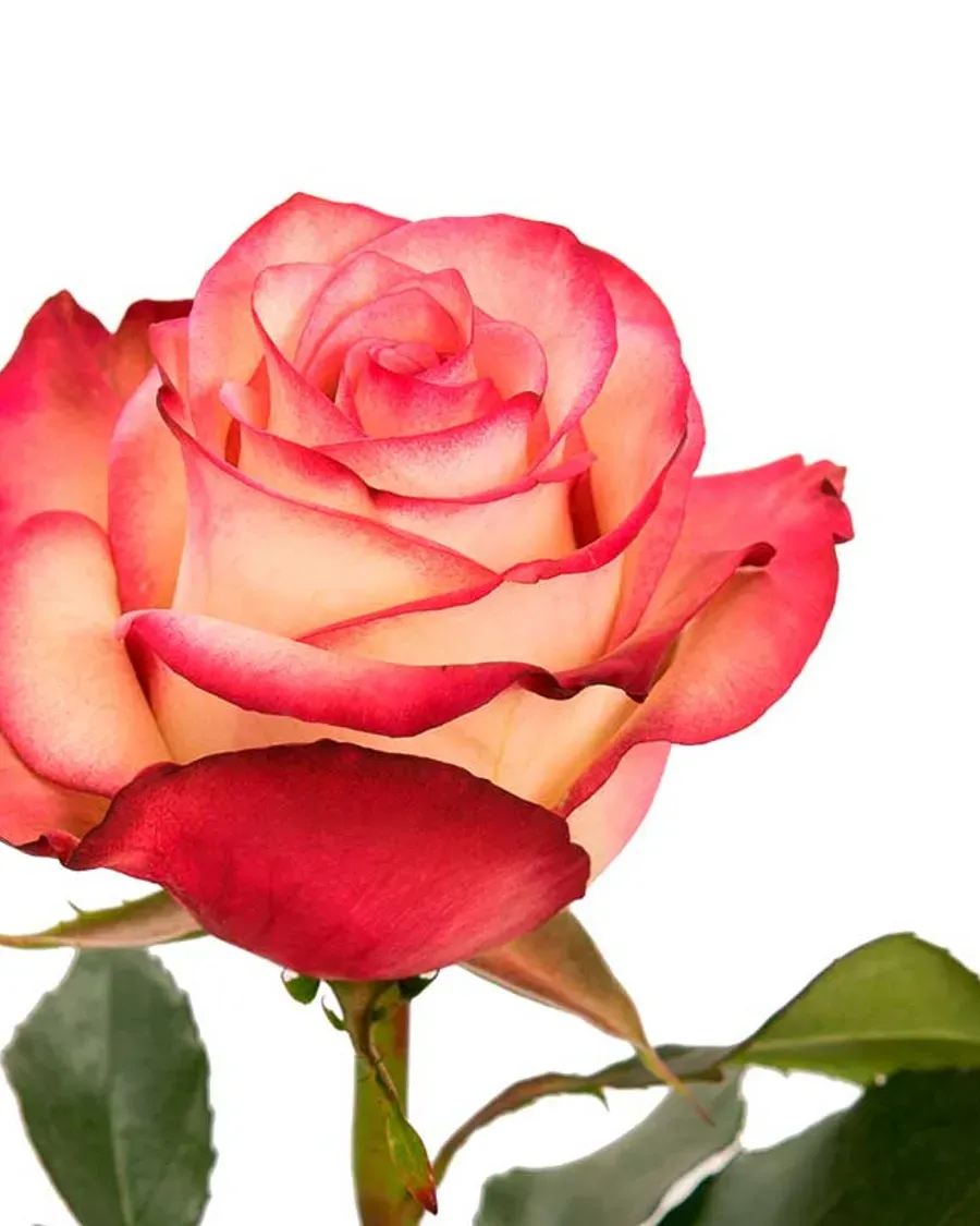 Paloma — Rosas al por mayor desde Ecuador, 40–80 cm