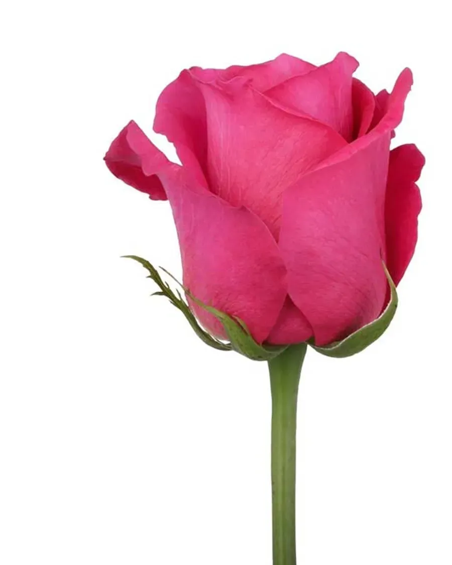 Pink Floyd — Rosas al por mayor desde Ecuador, 40–80 cm