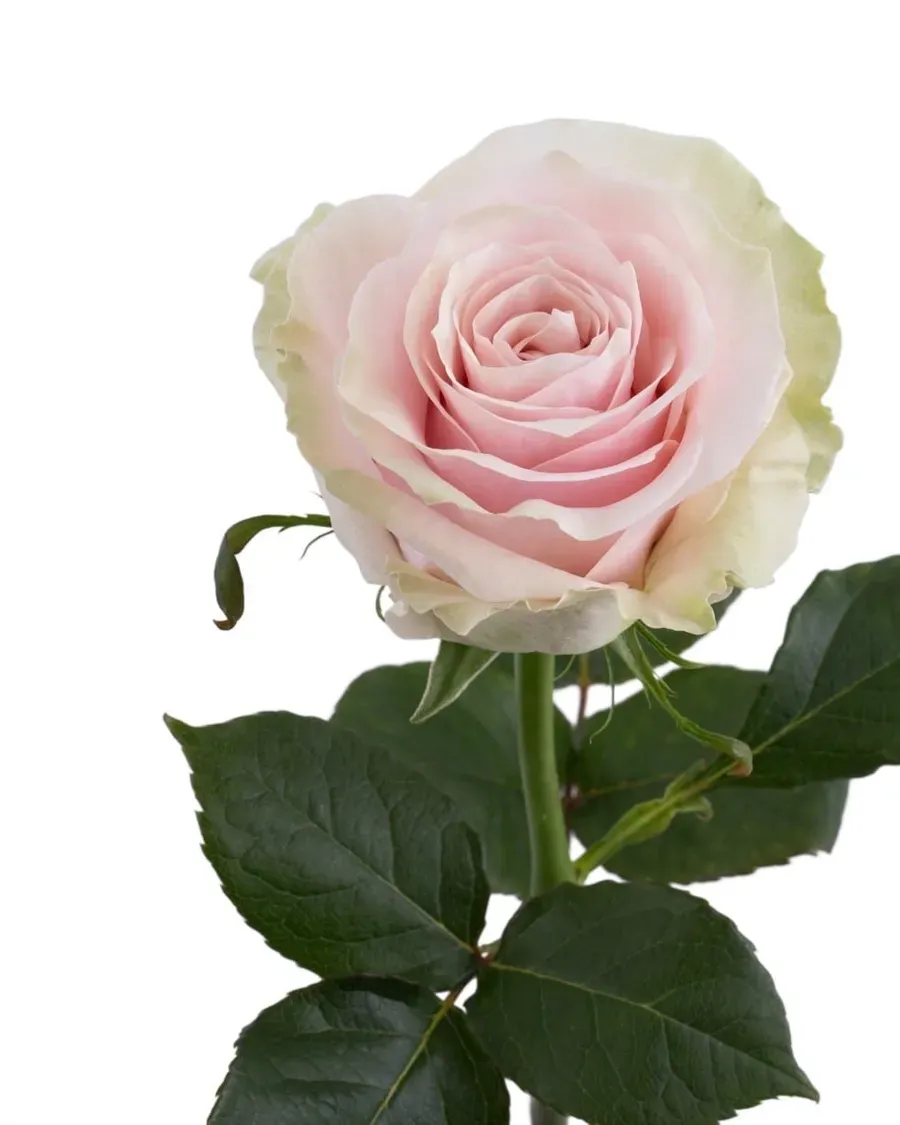 Pink Mondial — Rosas al por mayor desde Ecuador, 40–80 cm