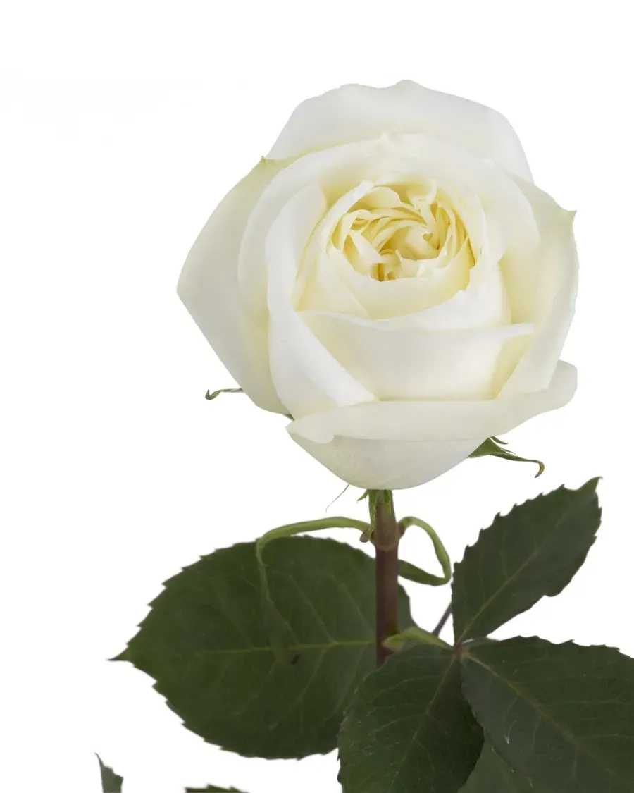 Polo — Rosas al por mayor desde Ecuador, 40–80 cm