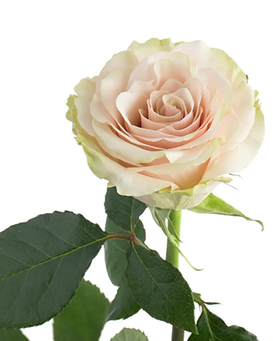 Pompeii — Rosas al por mayor desde Ecuador, 40–80 cm