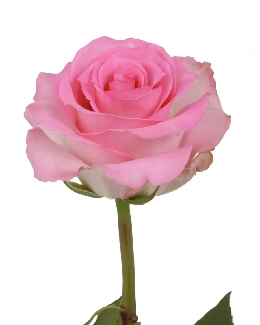 Priceless — Rosas al por mayor desde Ecuador, 40–80 cm
